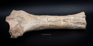 Rare  Fossil Titanothere Radius Nebraska Fossils   2644 - Picture 1 of 4