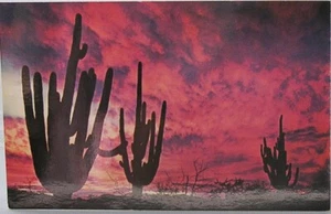California - Saguaros in the Sunset - unposted - Picture 1 of 2