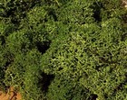 HEKI - Bolsa de 75g de musgo verde mediano -  - HEK3222