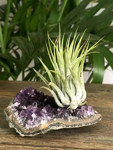 Amethyst Air Plant Geode Tillandsia Crystal Quartz Cluster Specimen Table Decor - Picture 1 of 12