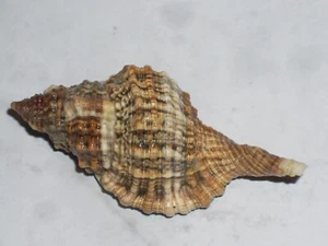 GUTTURNIUM MURICINUM WONDERFUL - Picture 1 of 2