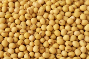 Getrocknete Sojabohnen Soja Bohnen Soy Bean 1kg-10kg 1A TOP - Bild 1 von 1