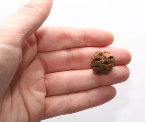 Nice Meta Sequoia Pine Cone - Dinosaur Age - Hell Creek Formation QUALITY FOSSIL - Picture 1 of 10
