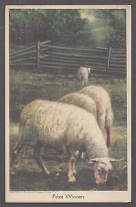 Prize Winners Sheep Postcard Hand Colored Nature Cards