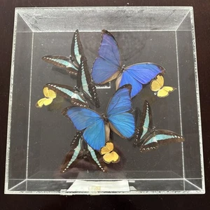 Morpho Henelaus Vtg 1994 Butterfly Art Taxidermy  10” Display, Signed - Picture 1 of 6