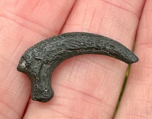 FOSSIL RAPTOR TALON CLAW CORE fossilized Gilchrist, County Florida eagle hawk - Picture 1 of 5