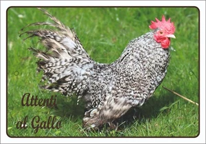 RAZZA POLLO TARGA ATTENTI AL GALLO 7 RESISTENTE ROBUSTA HPL PER ESTERNO - Imagen 1 de 1