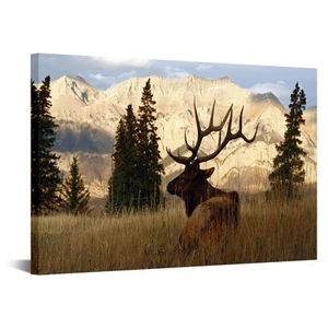 Deer Pictures Elk Wall Art Wildlife Animal Painting Art Print on Canvas Stret... - Picture 1 of 6