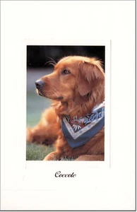 CARTOLINA GATTI E CANI TENERI AMICI POSTCARD DOG & CAT CANE GODLEN RETRIEVER - Imagen 1 de 1