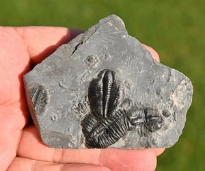 Thre Elrathia kingii, Wheeler Shale, Delta, Utah, U.S.A - Picture 1 of 2