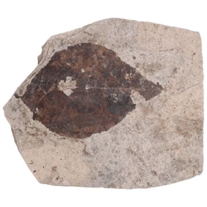 Kids Birthday Party Favor Gift Fossils Fossils - Bild 1 von 12