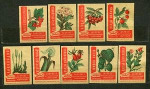 1962, FLORA, MEDIZINARZNEIMITTELPFLANZEN, 9ER SET ALTE RUSSISCHE STREICHHOLZSCHACHTEL ETIKETTEN, GELB - Bild 1 von 1