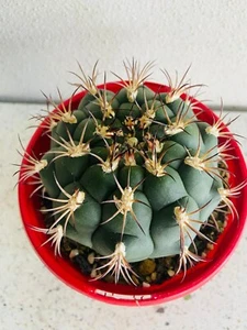 Cacti -Gymnocalycium Saglionis Unique Spider Cactus Globular Form - Picture 1 of 5