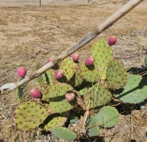 Desert Prickly pear ( Opuntia Phaeacantha), 2 Pads 4-7" [cold hardy -20F] - Picture 1 of 16