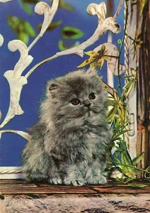 postcards cats cartoline gatti cat catz chats katzen gatos katten vintage age 60 - Picture 1 of 1