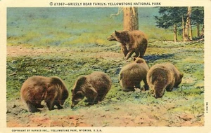 Cartolina Orsi Grizzly Yellowstone Parco Nazionale Lino Non Spedita - Foto 1 di 2