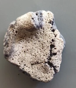 HELIOPORA COERULEA - Rough blue coral (bc4) 17.30 grams - Picture 1 of 8