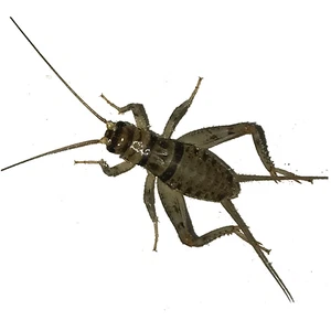 100, 250, 500, 1000+ Live Crickets (Banded) - Guaranteed Live Delivery Over 25 F - Picture 1 of 4