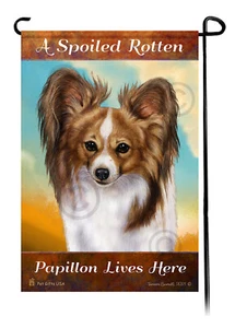 A Spoiled Rotten Sable and White Papillon Lives Here - Picture 1 of 1