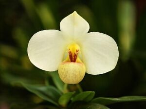 Paphiopedilum emersonii - Orchid Species
