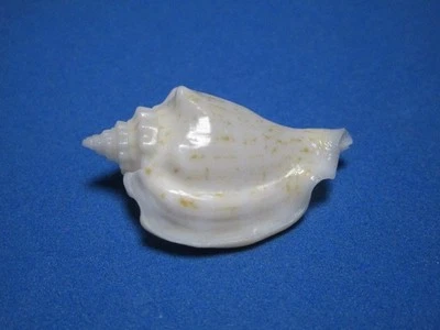 Strombus variabilis (Swainson,1820) "WHITE!" (34.5mm) - Image 1 of 4