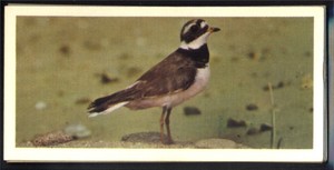 Craven Black Cat (Carreras) 1976 British Birds - Ringed Plover No. 38