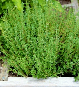 Thyme Seeds | Thymus vulgaris Perennial Common German Rosemary 2025 - Picture 1 of 9
