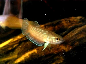 COPPIA BETTA EDITHAE SELVAGGIA FORMA UNICA - spedizione solo con trasmettitore - Foto 1 di 2