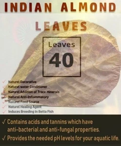 40Pcs Catappa Almond Leaves 5'' Fish Aquarium Care Indian Ketapang Leaf Shrimp - Picture 1 of 5