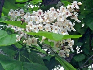 30 SEMILLAS DEL NORTE DE CATALPA - Catalpa speciosa - Imagen 1 de 9