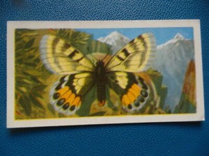 Great Britain Brooke Bond original 1964 teacard "Butterflies of the World" No.8
