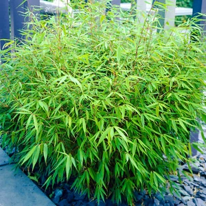 Fargesia Rufa Bamboo 40-50cm Outdoor Potted Garden Evergreen Plant In 14cm Pot - Picture 1 of 5