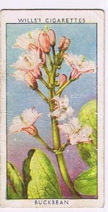 Wills Cigarette Card Wild Flowers #15 Herb Robert Geranium