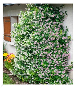 Duft-Jasmin "Pink & Weiß",2 Pflanzen Trachelospermum jasminoides, duftend - Bild 1 von 4