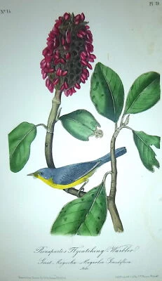 Audubon 1st ed Octavo BONAPARTE'S FLYCATCHING WARBLER Birds of America 1840 orig - Image 1 of 4