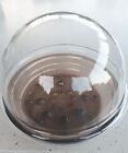 Corning Glass Terrarium PH-7-D, Clear top And Brown Amber Base, 7" X 6" 