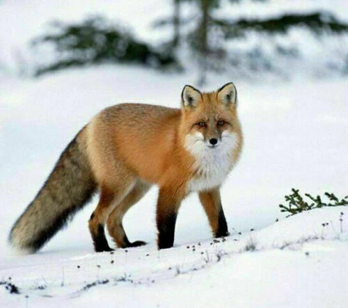 Apenas para pagar taxa de personalização extra para envio rápido ou adicionar tamanho ou cor - Imagem 1 de 1