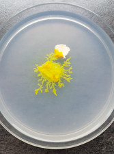 Physarum Polycephalum sclerotium - Blob Jaune - Schleimpilz Pilz Sklerotium