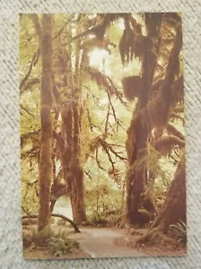 The Hoh Valley ~ Olympic Rain Forest WA ~ Collectible Postcard / Unposted - Picture 1 of 5