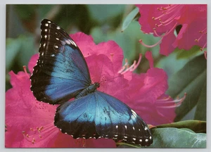 Postal Morpho menelaus Casa Mariposa Schönbrunn Palacio Parque Viena Austria - Imagen 1 de 2