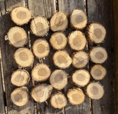 Motosierra rústica cortada sin terminar rebanadas de madera áspera círculos artesanales fresno EE. UU. Lote de 10 Foto 1 de 4