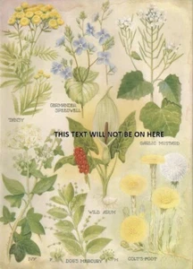 GARLIC MUSTARD TANSY WILD ARUM IVY COLTS FOOT c 1949 ART ILLUSTRATION PRINT - Picture 1 of 1