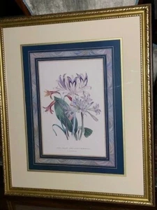 Day & Haghe Art Print Griffinia Hyacinthina framed Daylily Elegant Decor 21x25  - Picture 1 of 11