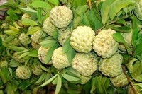 Sugar Apple Na Dai ( Mãng Cầu Dai)Seed 1 Year Old-1 Live Fresh & Organic Tree