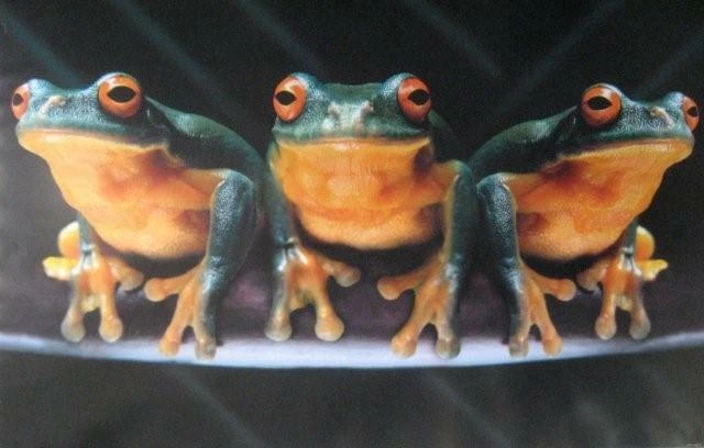 Poster Frog Trio - Image 1 of 1