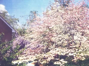 Gaylord Herron "Magnolia" - Bild 1 von 4