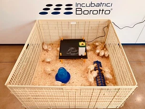 RECINTO SVEZZAMENTO PER 40 PULCINI | CHIOCCIA ARTIFICIALE | IL DOPO INCUBATRICE - Foto 1 di 12