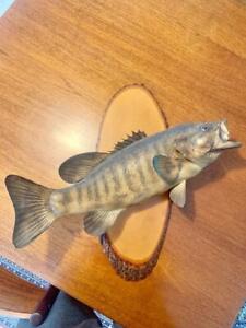 Vintage Real Skin Smallmouth Bass Fish Mount Freshwater Taxidermy 19”