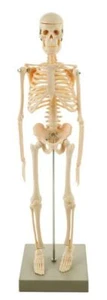 Miniature Human Skeleton Model, 17.5" Tall - Eisco Labs - Picture 1 of 6