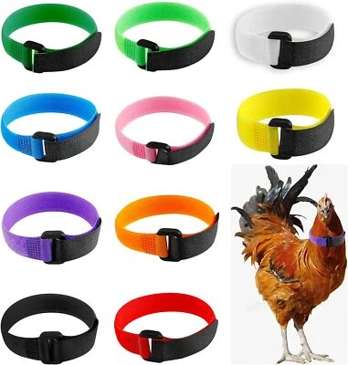 Cinturón para cuello de pollo con cuello de gallo anti-ruido, paquete de 10 Foto 1 de 3